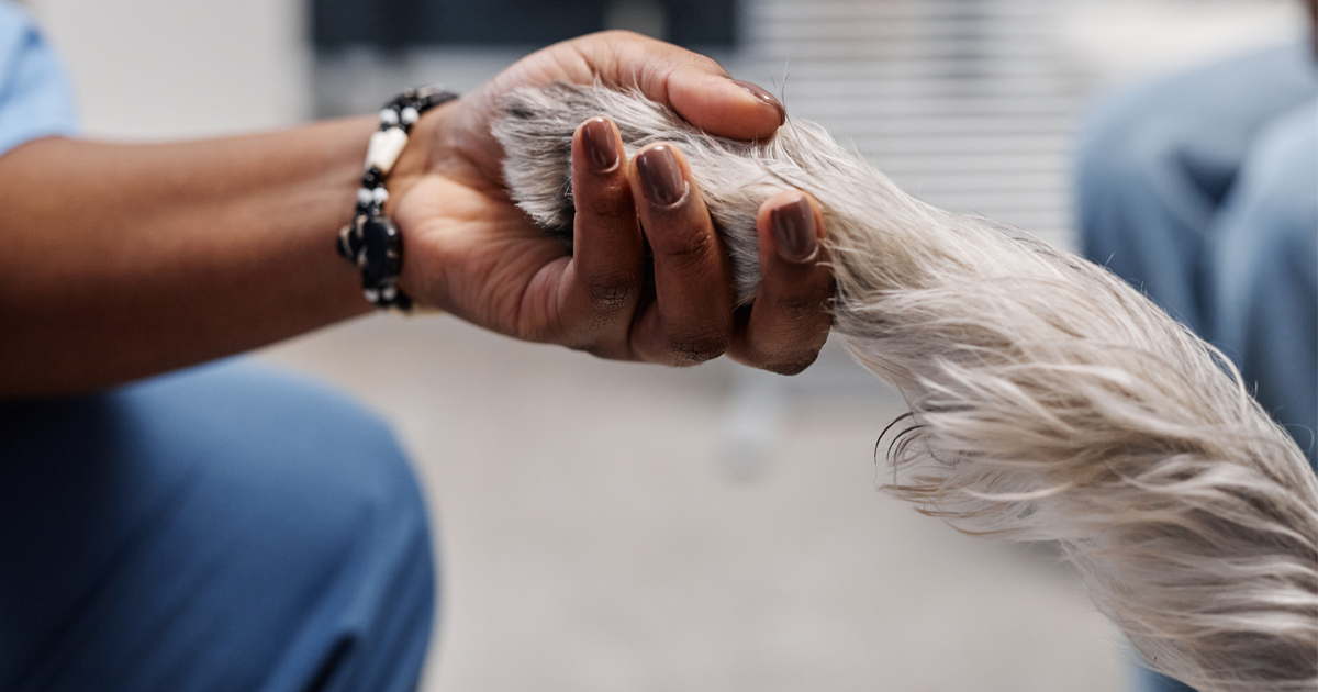 pets during divorce