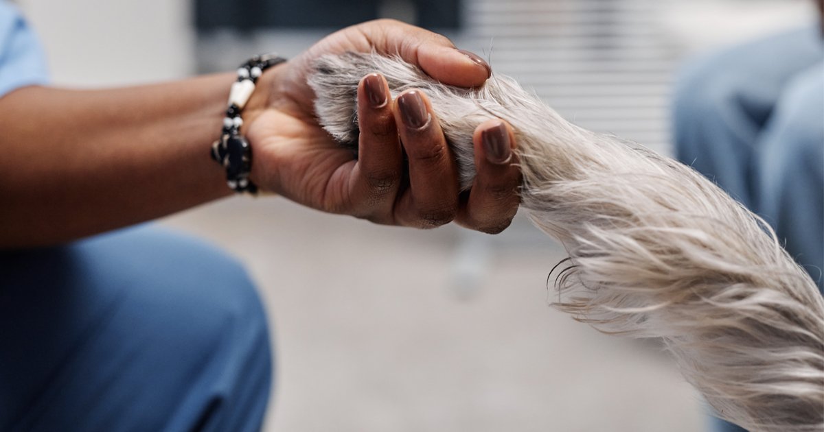 pets during divorce